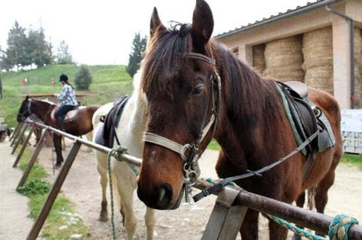 Cavallo Felice – Golden Horse