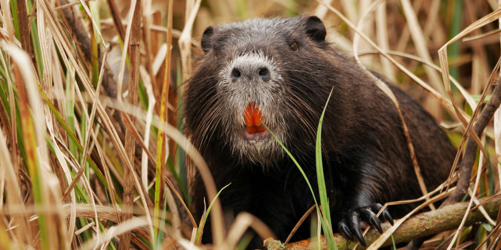 Nutria Watching a Punte Alberete - Marina Romeav
