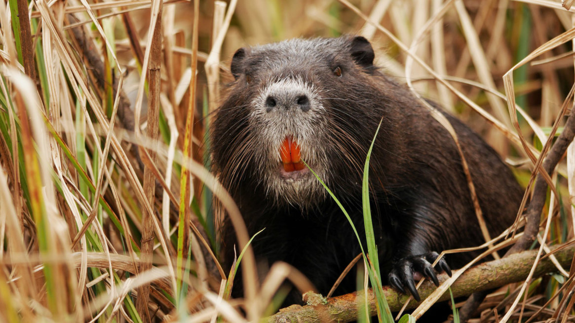 Hobby alternativi: nasce il Nutria-Watching