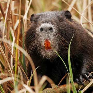 Nutria Watching a Punte Alberete - Marina Romeav