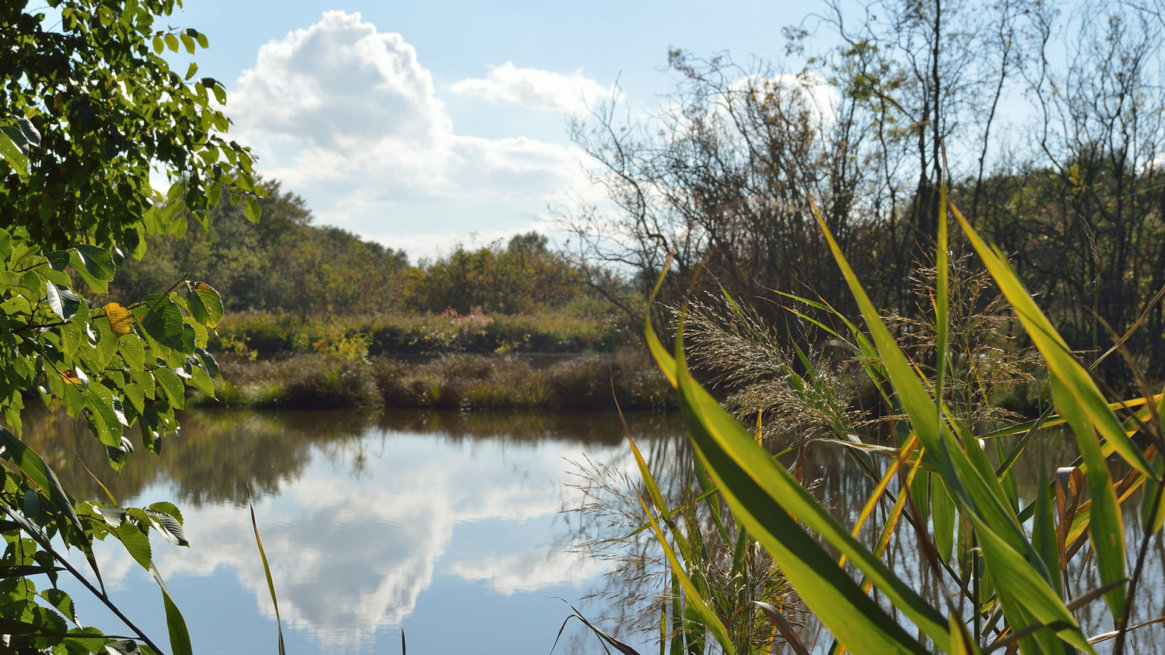 punte alberete oasi naturalistica a Marina Romea