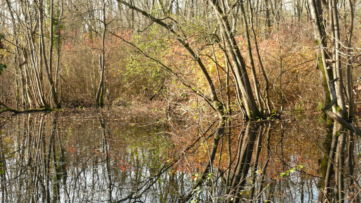 punte alberete oasi naturalistica a Marina Romea