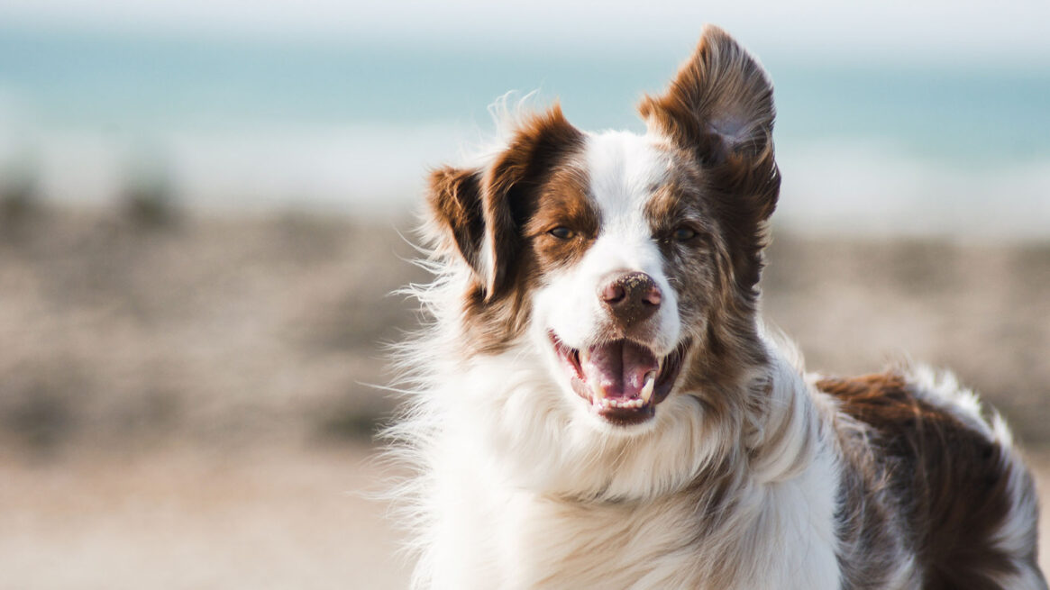 Vacanze al mare pet friendly