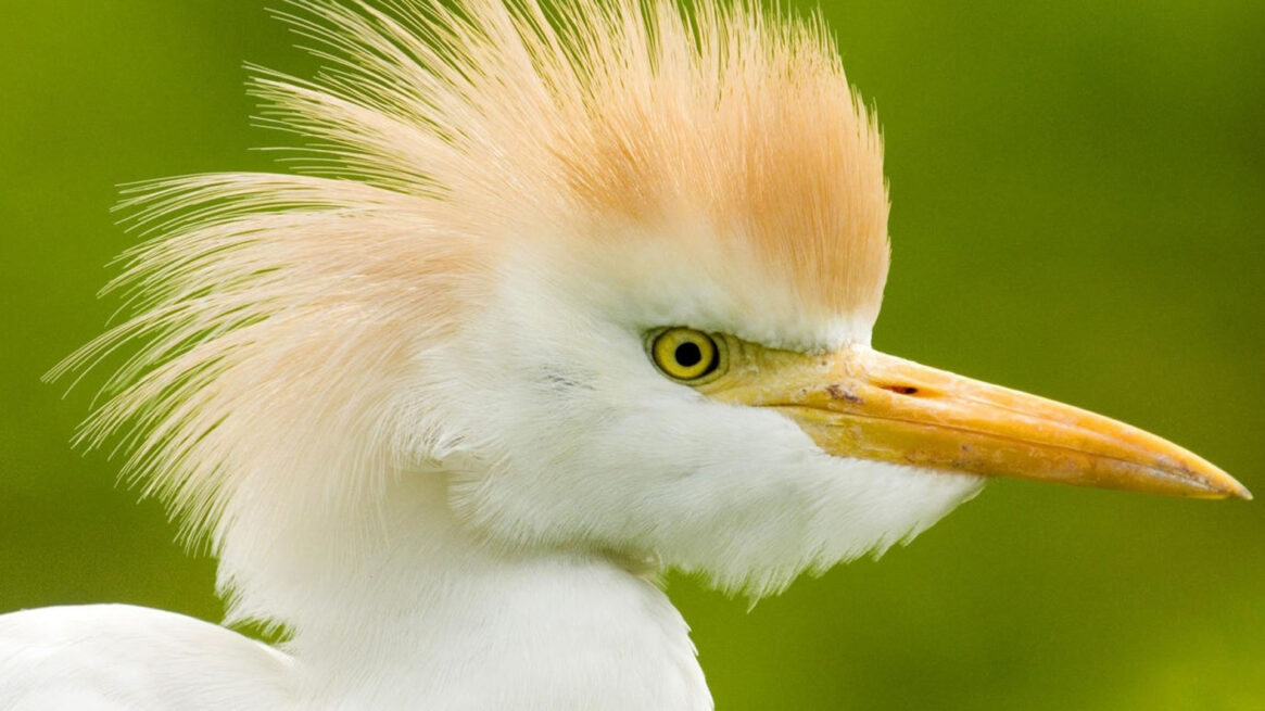 Che bello il birdwatching a Marina Romea!