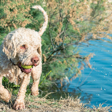 cani e mare