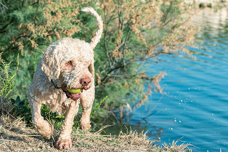cani e mare