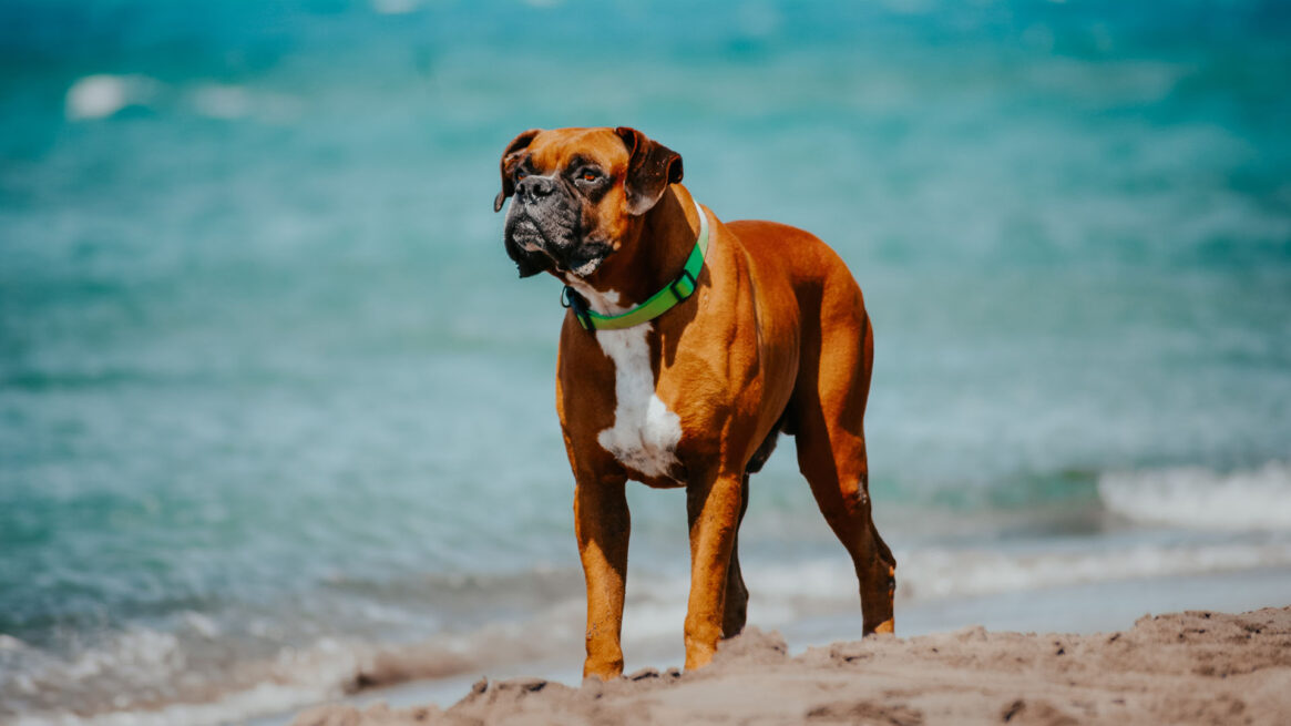 A Marina Romea con il tuo cane