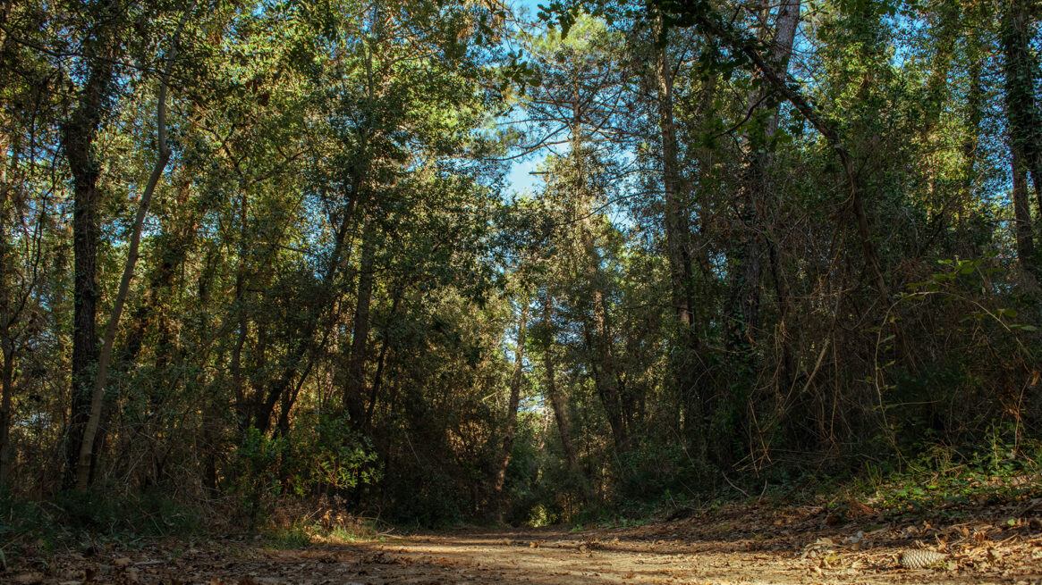 La natura che circonda Marina Romea