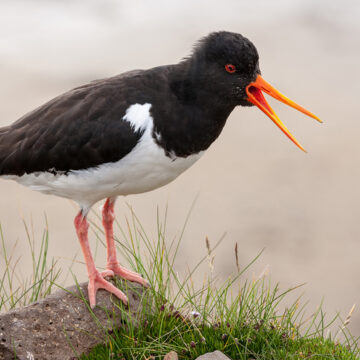 Parco del Delta del Po