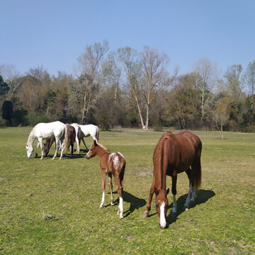 parco del delta del Po cavalli