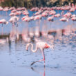 birdwatching a marina romea
