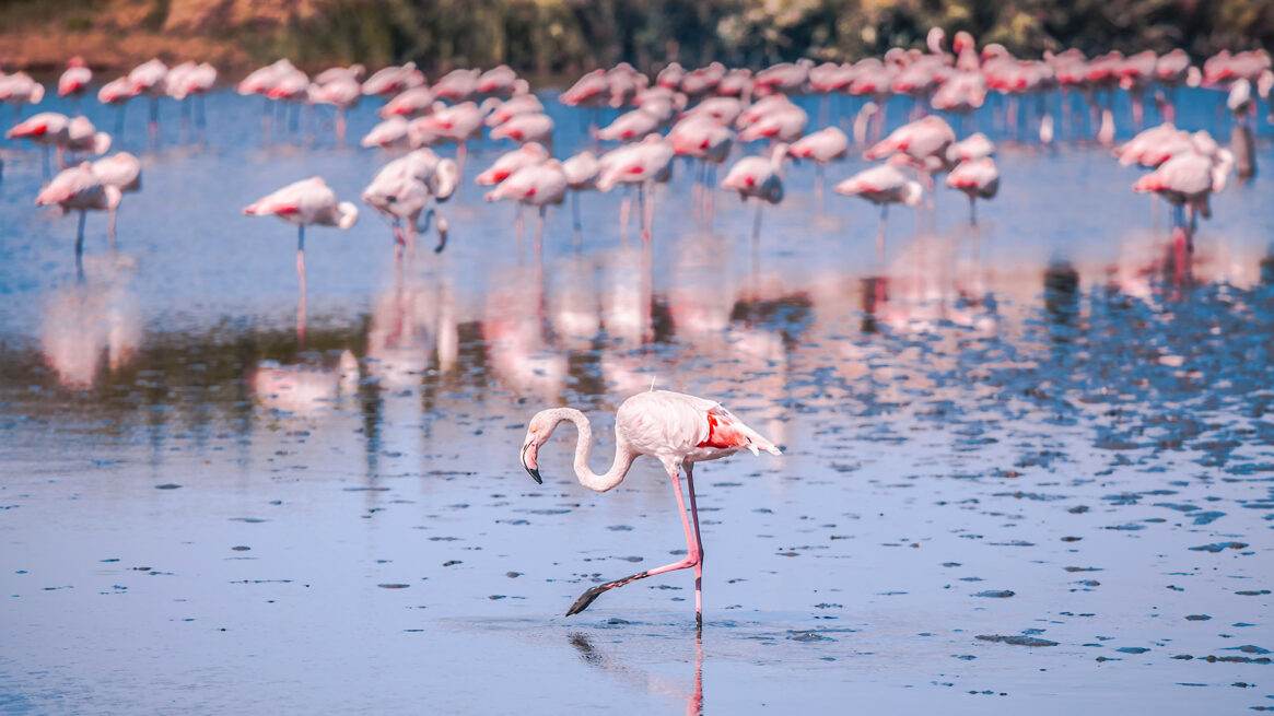 Un po’ di birdwatching a Marina Romea