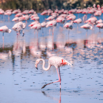 birdwatching a marina romea
