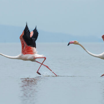 birdwatching a marina romea