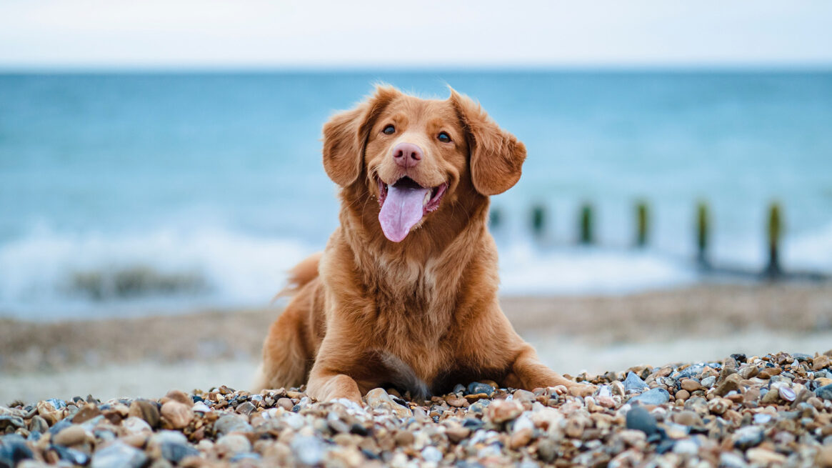 Le tue vacanze al mare con il cane