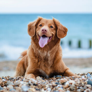 vacanze-mare-cane