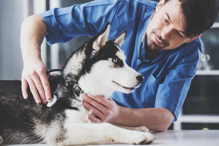 Emergenza Veterinaria